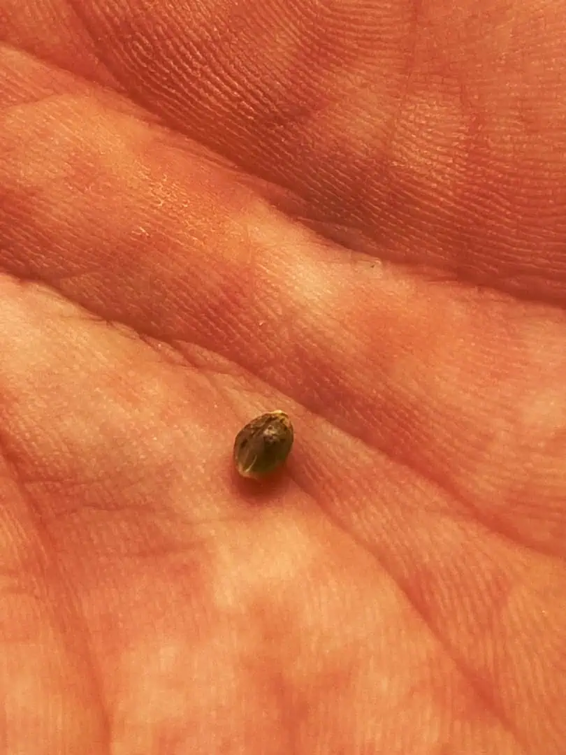 Red Mimosa XL(auto) — flower, day 67