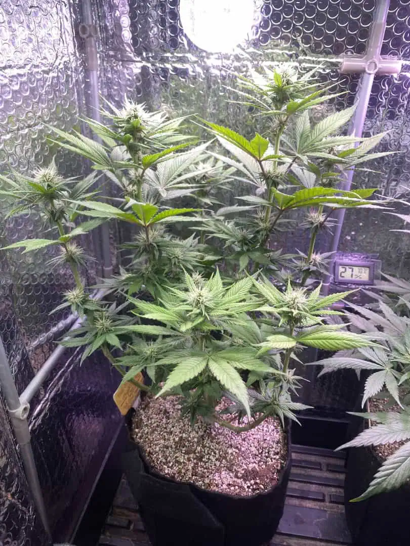 Black Muffin XL F1(fast) — flower, day 57