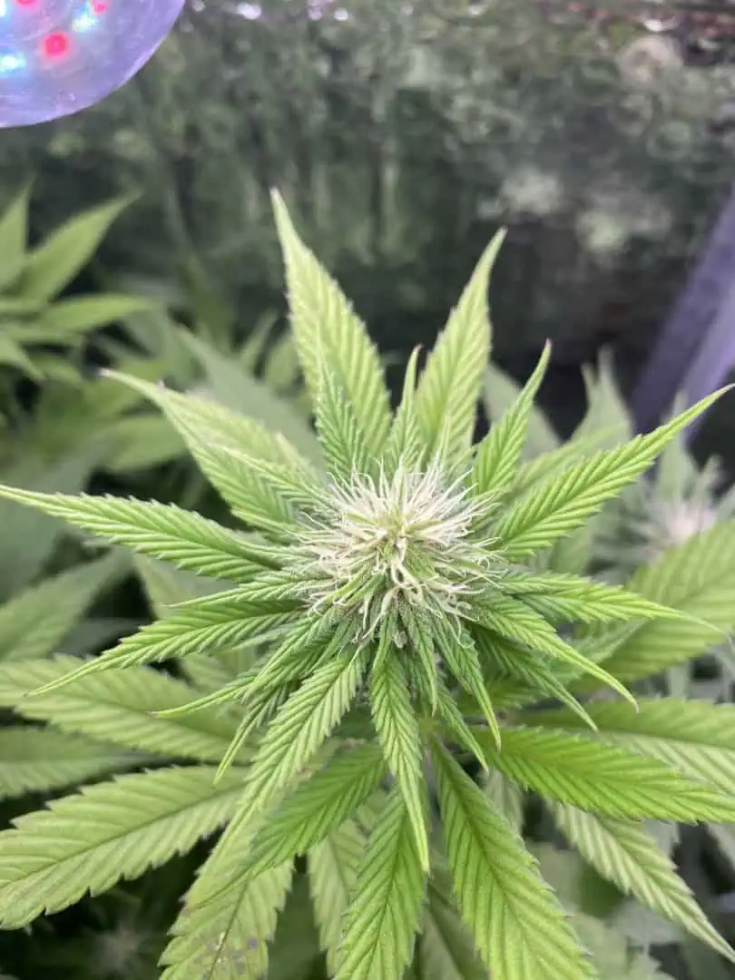 Black Muffin XL F1(fast) — flower, day 57