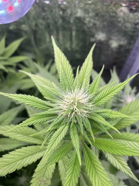 Black Muffin XL F1(fast) — flower, day 57