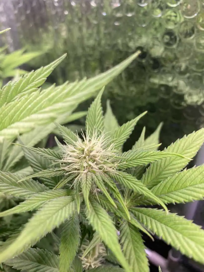 Black Muffin XL F1(fast) — flower, day 57