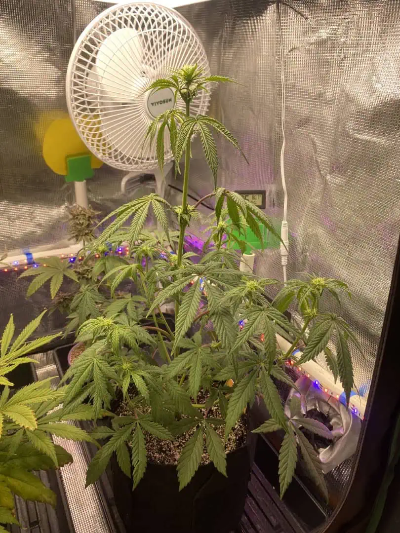 sherbanger — flower, day 51
