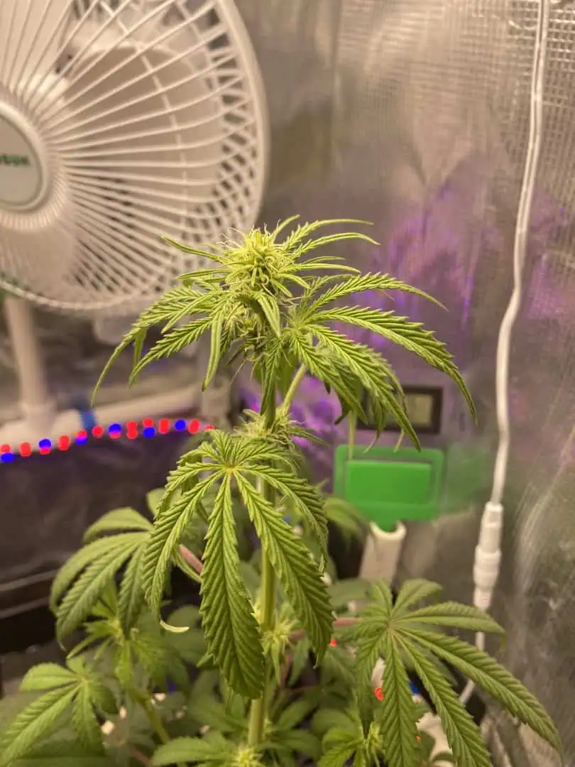 sherbanger — flower, day 51