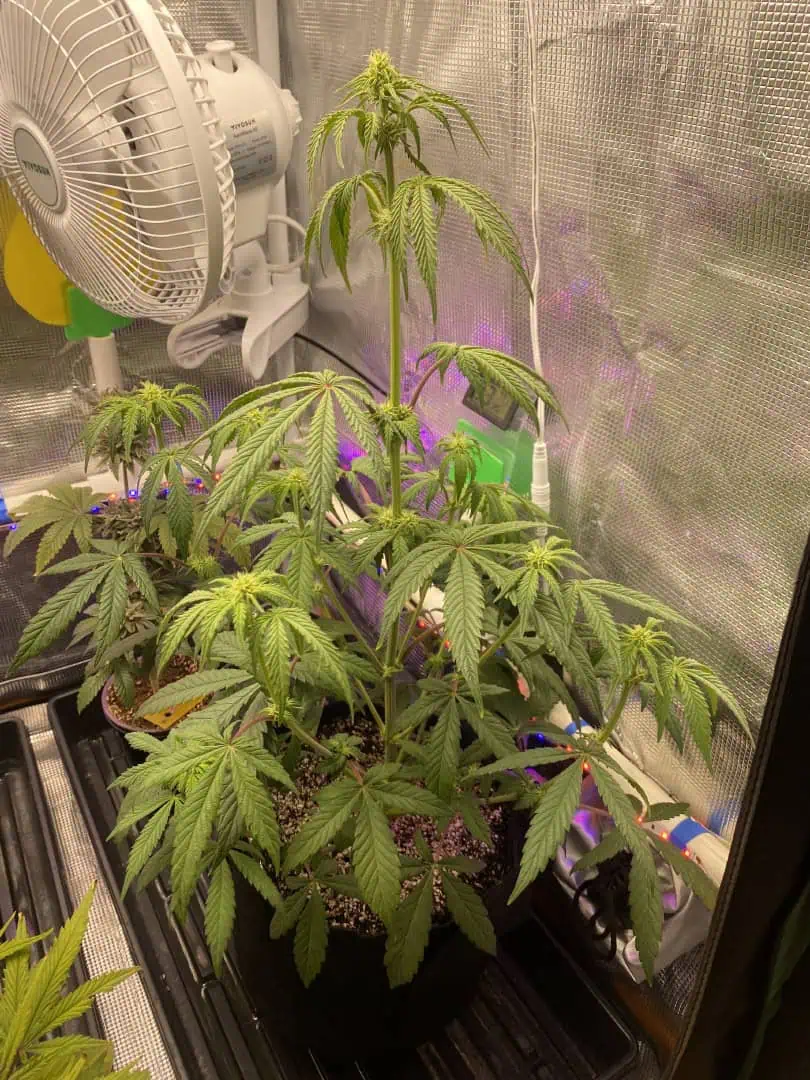 sherbanger — flower, day 52
