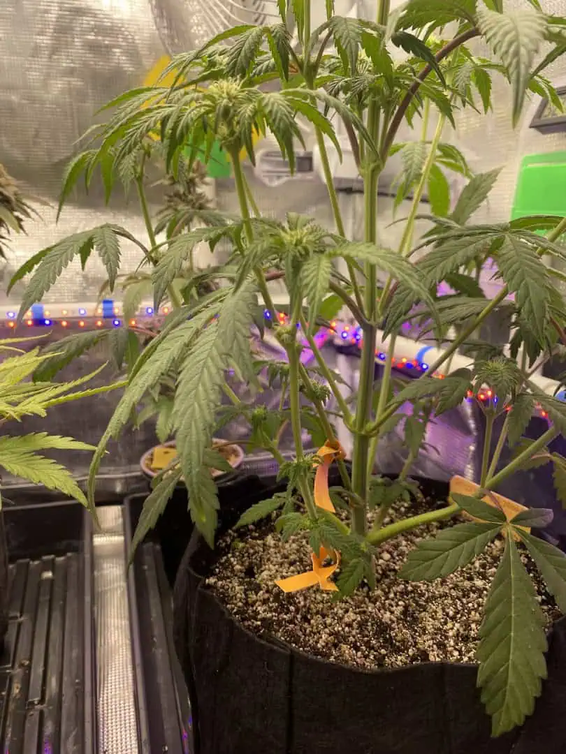 sherbanger — flower, day 52