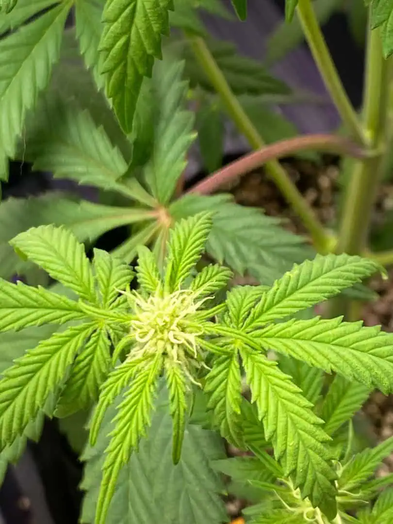 sherbanger — flower, day 52