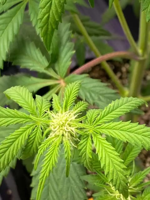 sherbanger — flower, day 52