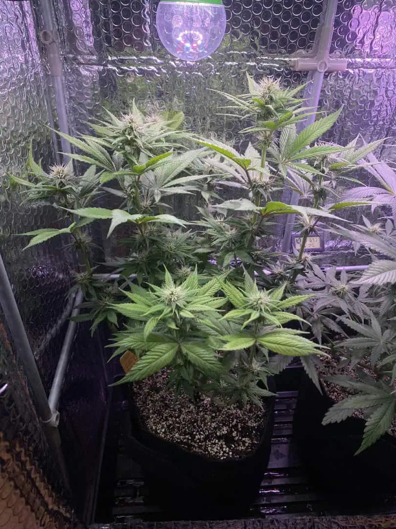 Black Muffin XL F1(fast) — flower, day 58