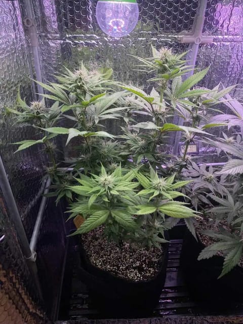 Black Muffin XL F1(fast) — flower, day 58