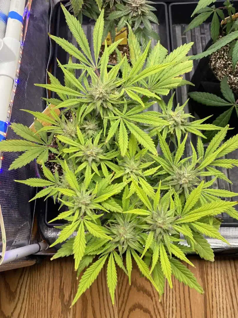 Red Mimosa XL(auto) — flower, day 70