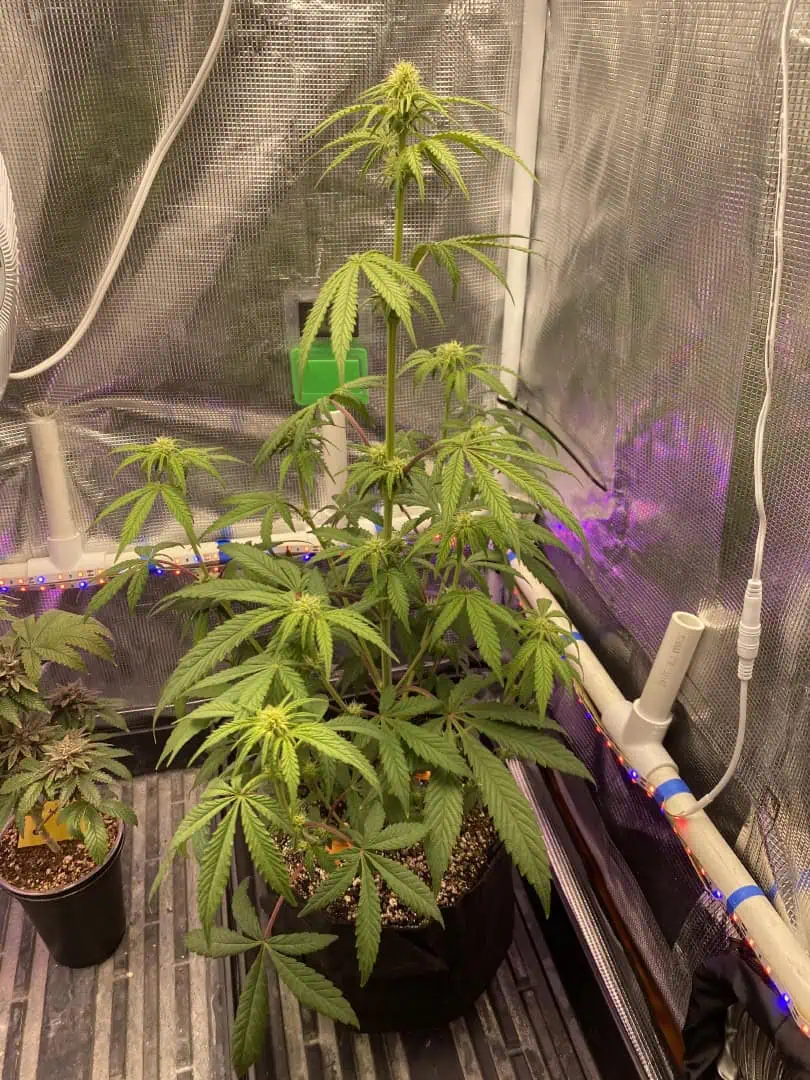 sherbanger — flower, day 54
