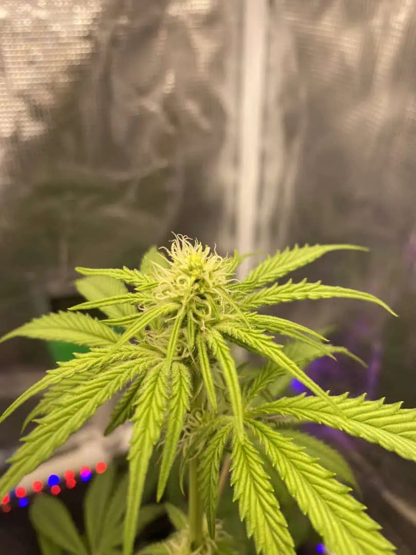 sherbanger — flower, day 54