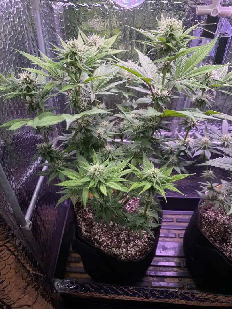 Black Muffin XL F1(fast) — flower, day 61