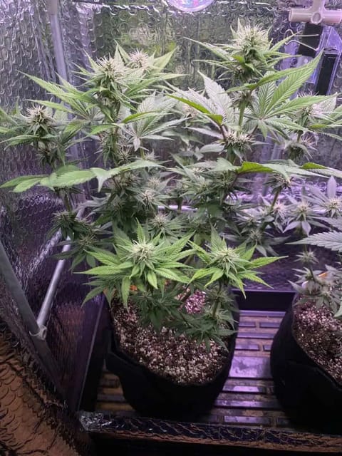 Black Muffin XL F1(fast) — flower, day 61