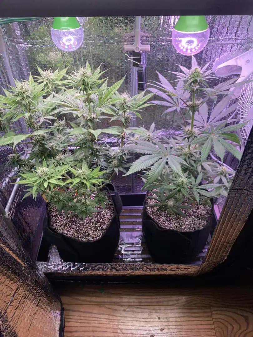 Black Muffin XL F1(fast) — flower, day 61