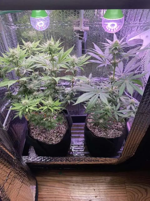 Black Muffin XL F1(fast) — flower, day 61