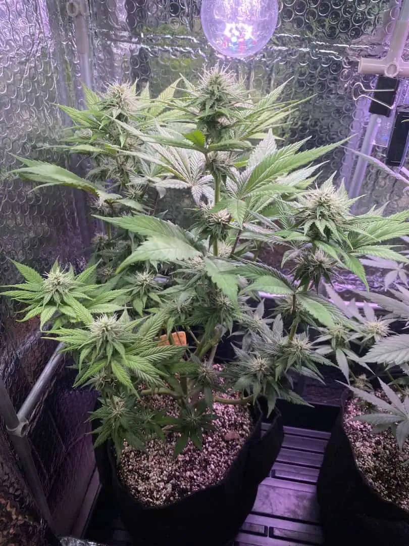 Black Muffin XL F1(fast) — flower, day 63