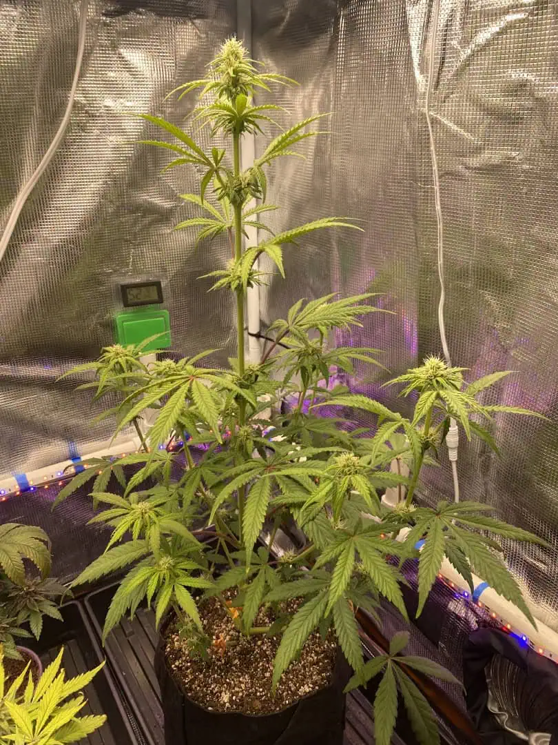 sherbanger — flower, day 57