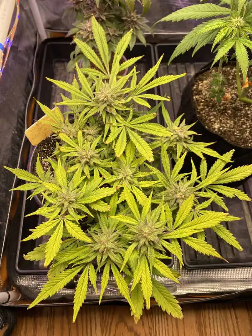 Red Mimosa XL(auto) — flower, day 73