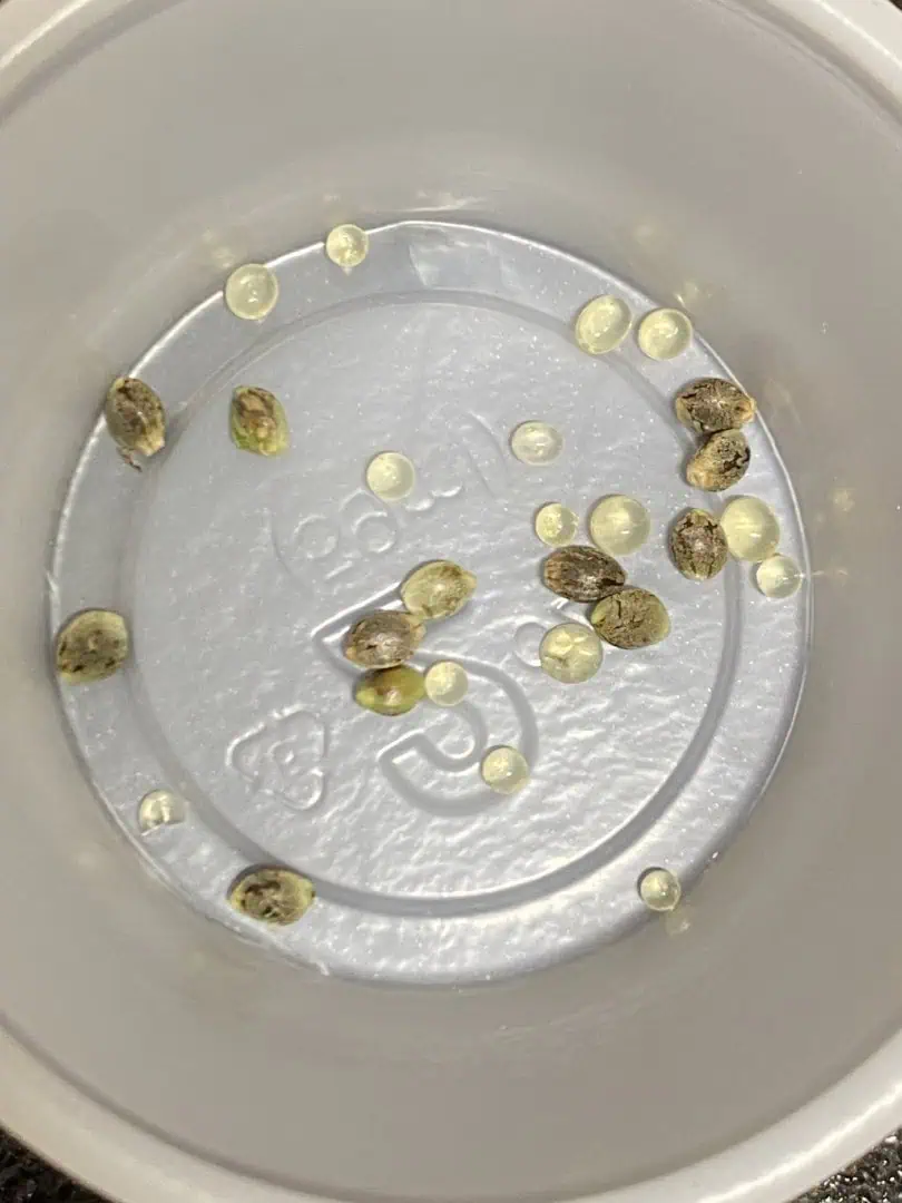 Red Mimosa XL(auto) — flower, day 73