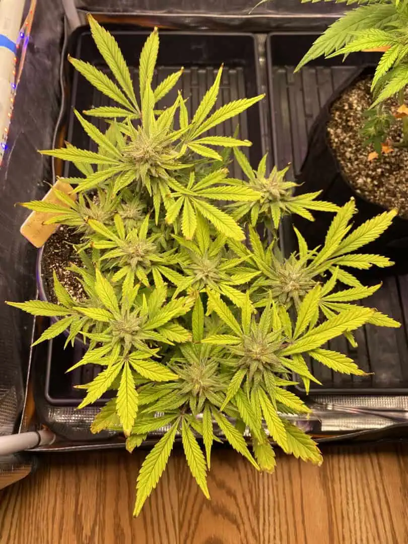 Red Mimosa XL(auto) — flower, day 75