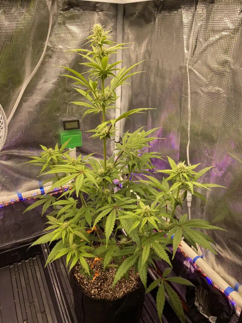 sherbanger — flower, day 59