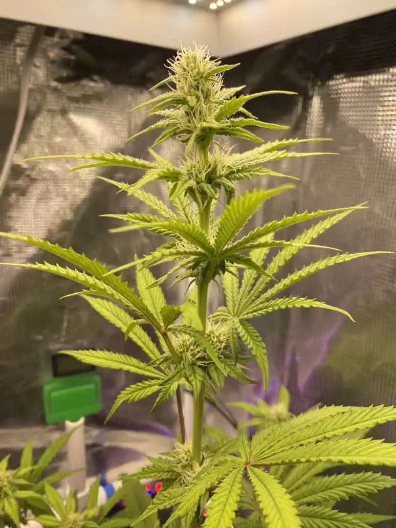 sherbanger — flower, day 59