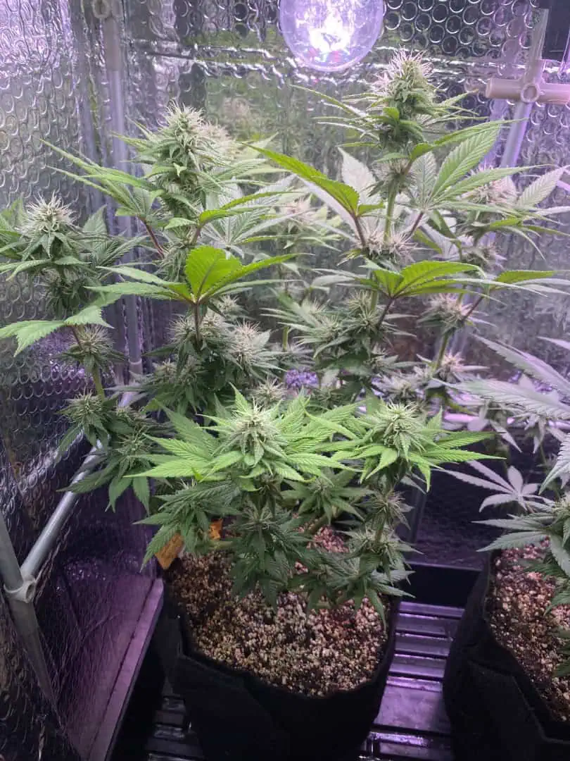 Black Muffin XL F1(fast) — flower, day 65