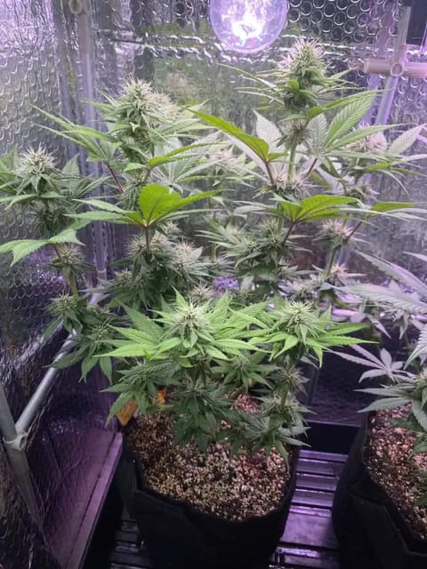 Black Muffin XL F1(fast) — flower, day 65