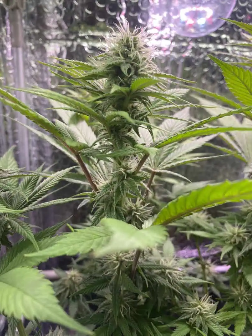 Black Muffin XL F1(fast) — flower, day 65