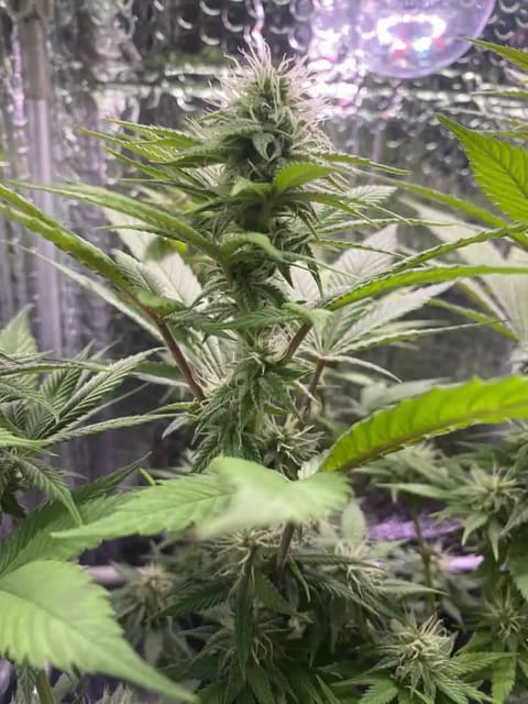 Black Muffin XL F1(fast) — flower, day 65