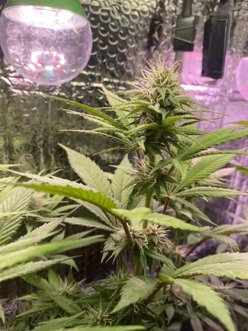 Black Muffin XL F1(fast) — flower, day 65