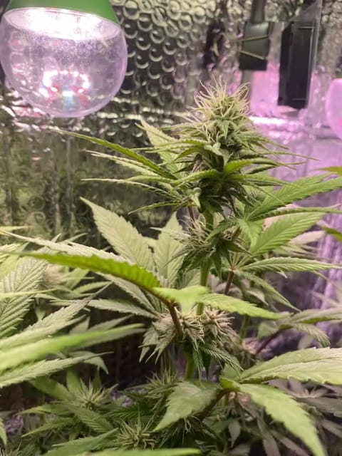 Black Muffin XL F1(fast) — flower, day 65