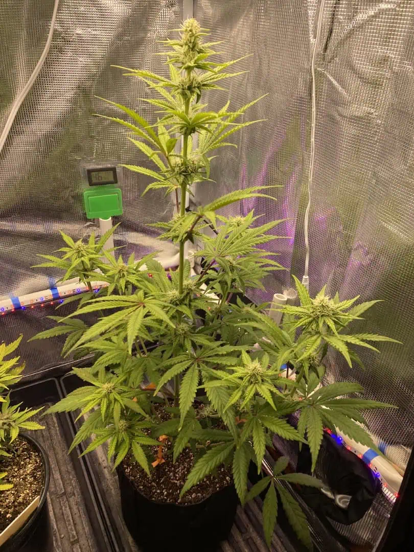sherbanger — flower, day 60