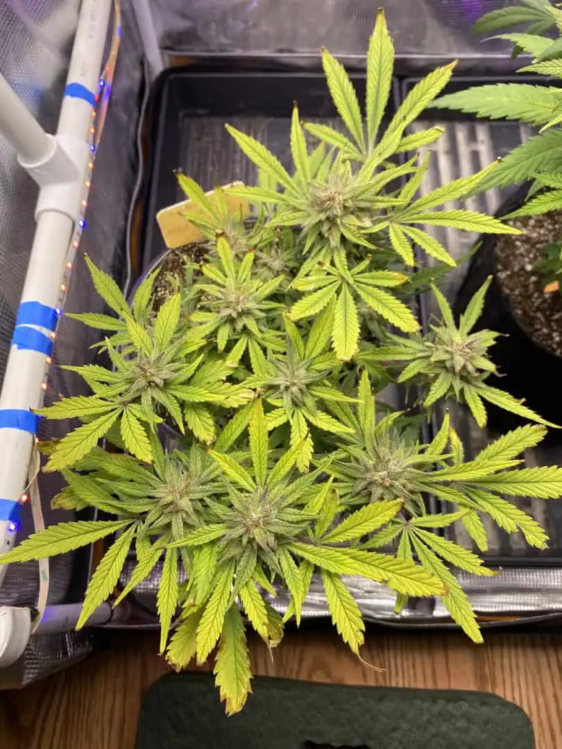 Red Mimosa XL(auto) — flower, day 76