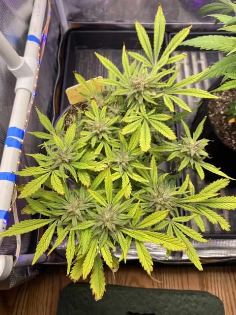 Red Mimosa XL(auto) — flower, day 76