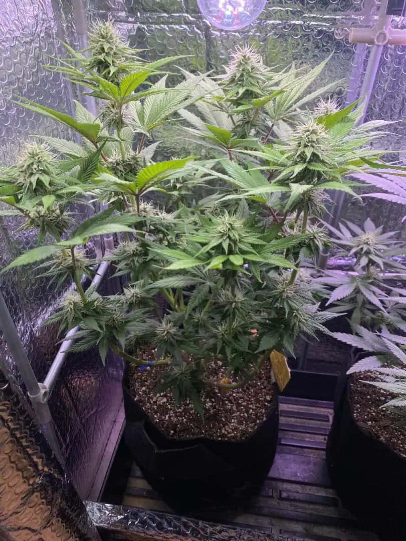 Black Muffin XL F1(fast) — flower, day 68