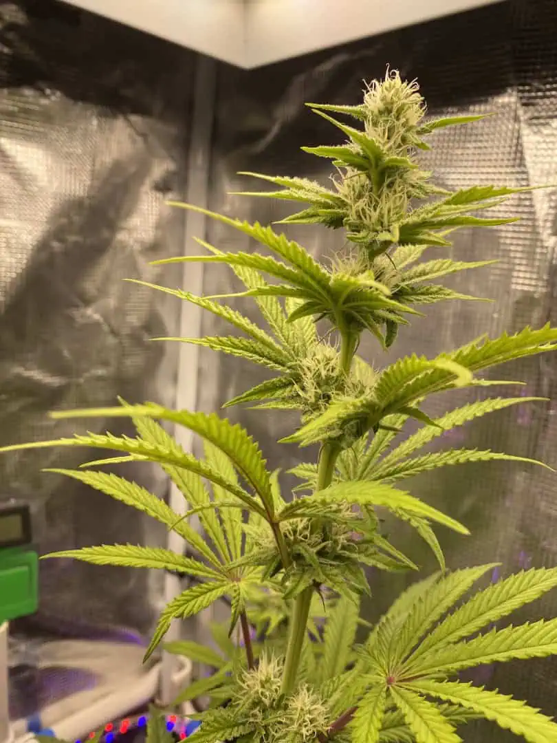 sherbanger — flower, day 60