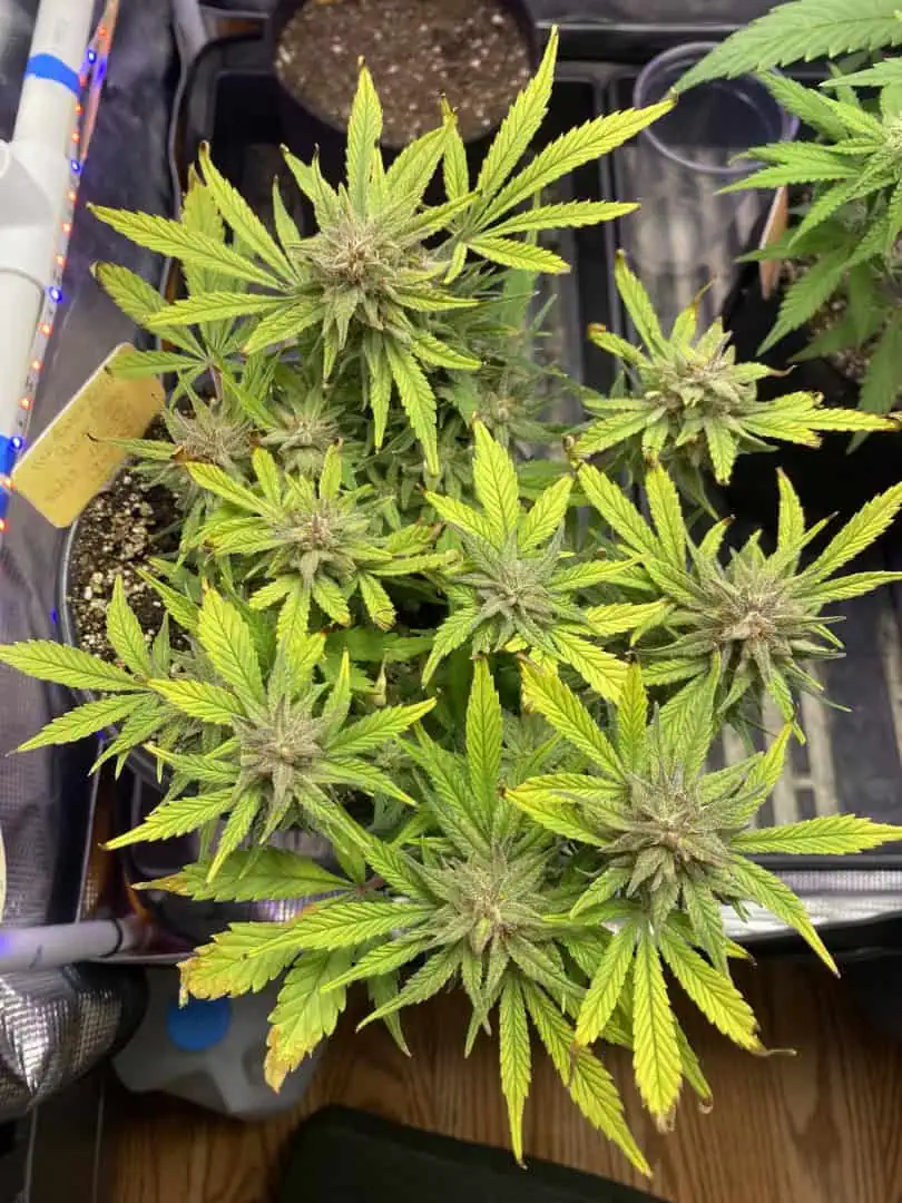 Red Mimosa XL(auto) — flower, day 79