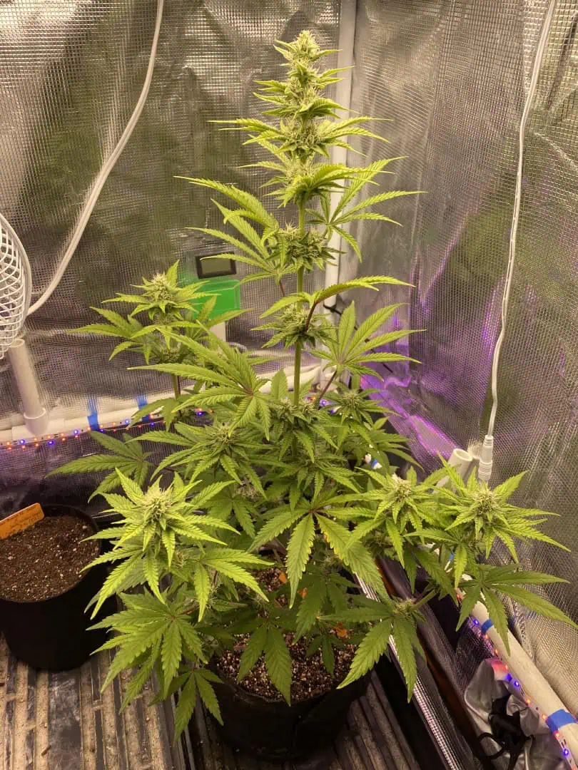 sherbanger — flower, day 63