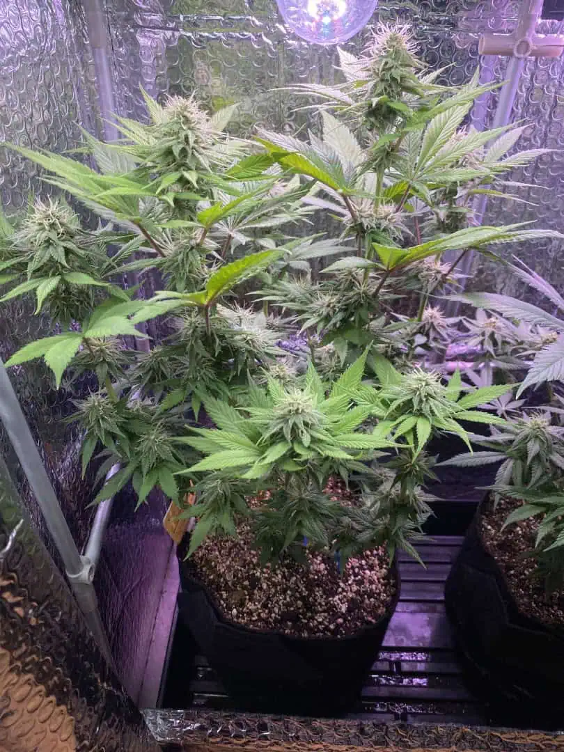 Black Muffin XL F1(fast) — flower, day 69