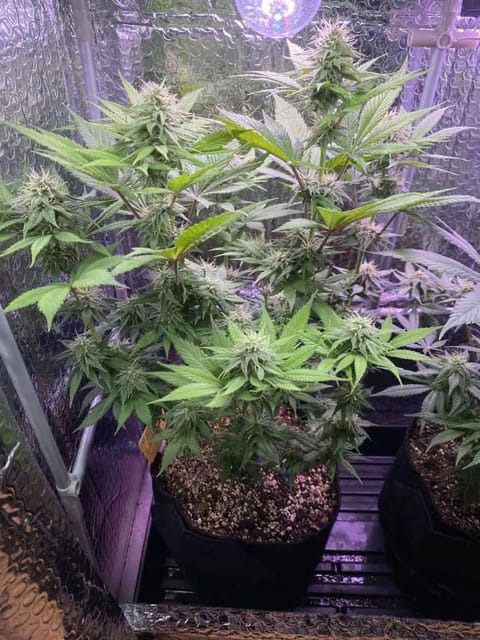 Black Muffin XL F1(fast) — flower, day 69