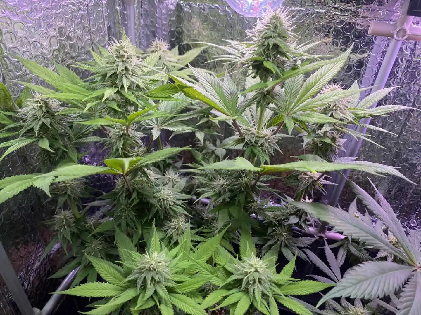 Black Muffin XL F1(fast) — flower, day 69