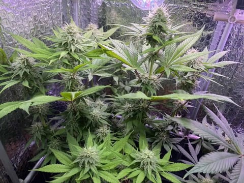 Black Muffin XL F1(fast) — flower, day 69