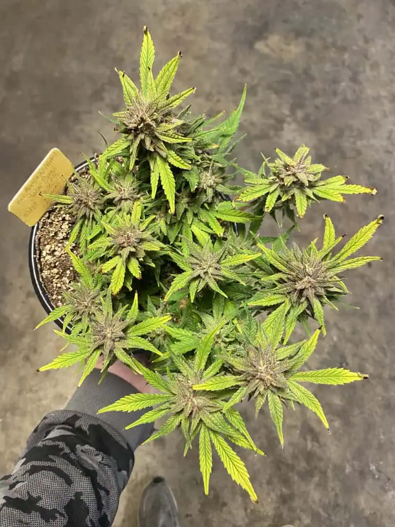 Red Mimosa XL(auto) — harvest, day 81