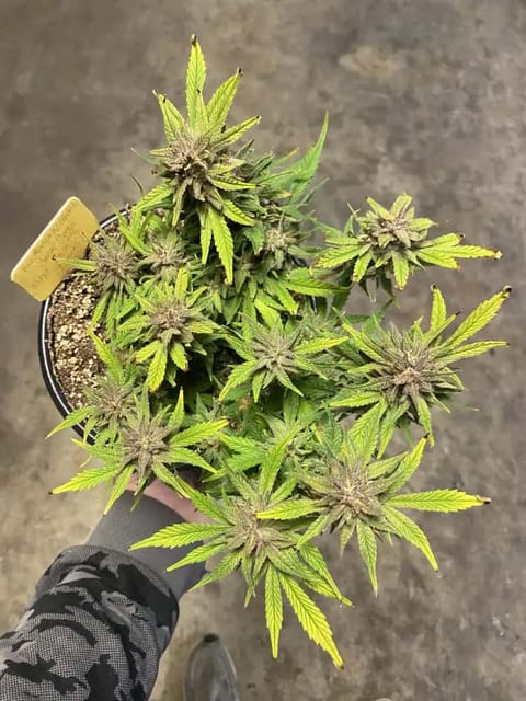 Red Mimosa XL(auto) — harvest, day 81