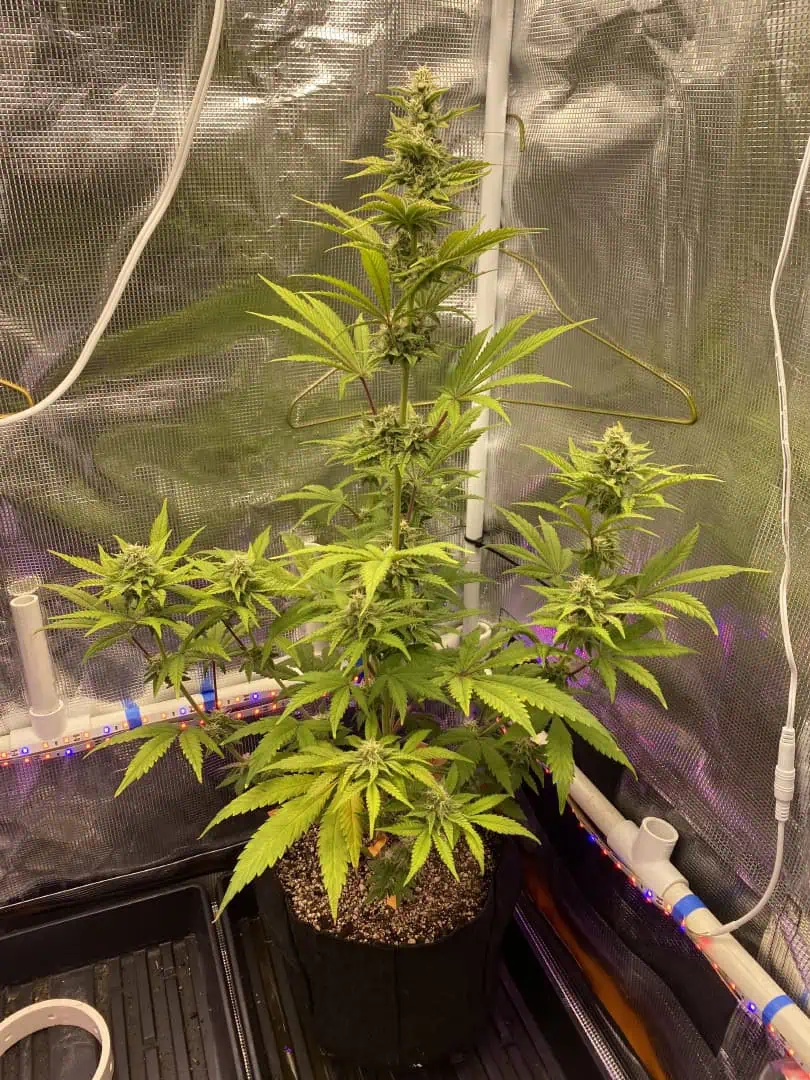 sherbanger — flower, day 68