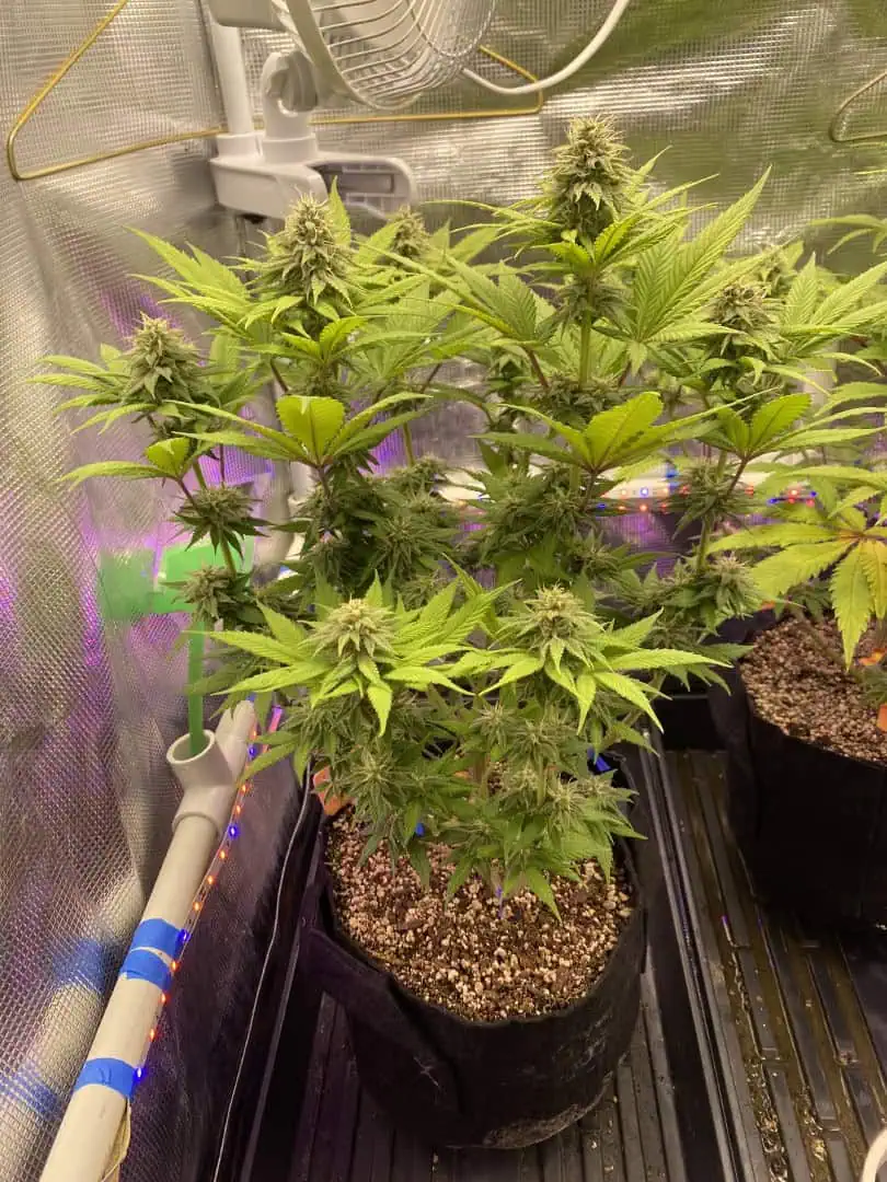 Black Muffin XL F1(fast) — flower, day 74