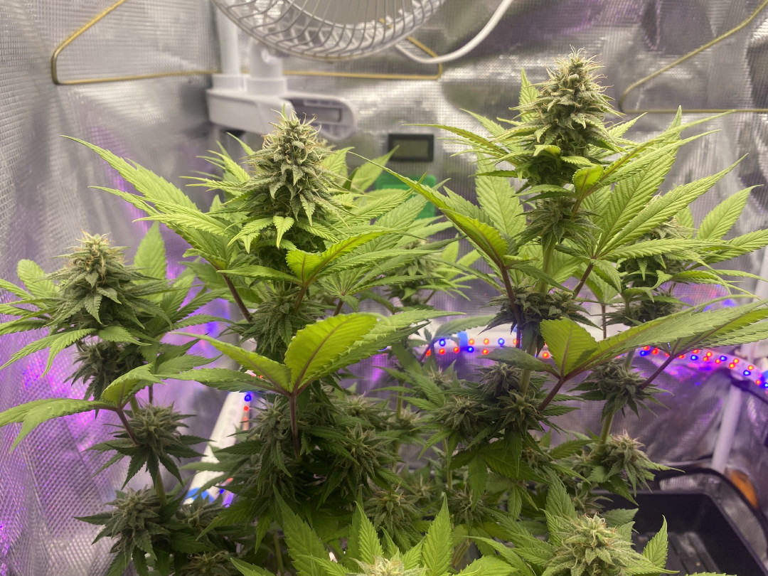 Black Muffin XL F1(fast) — flower, day 75