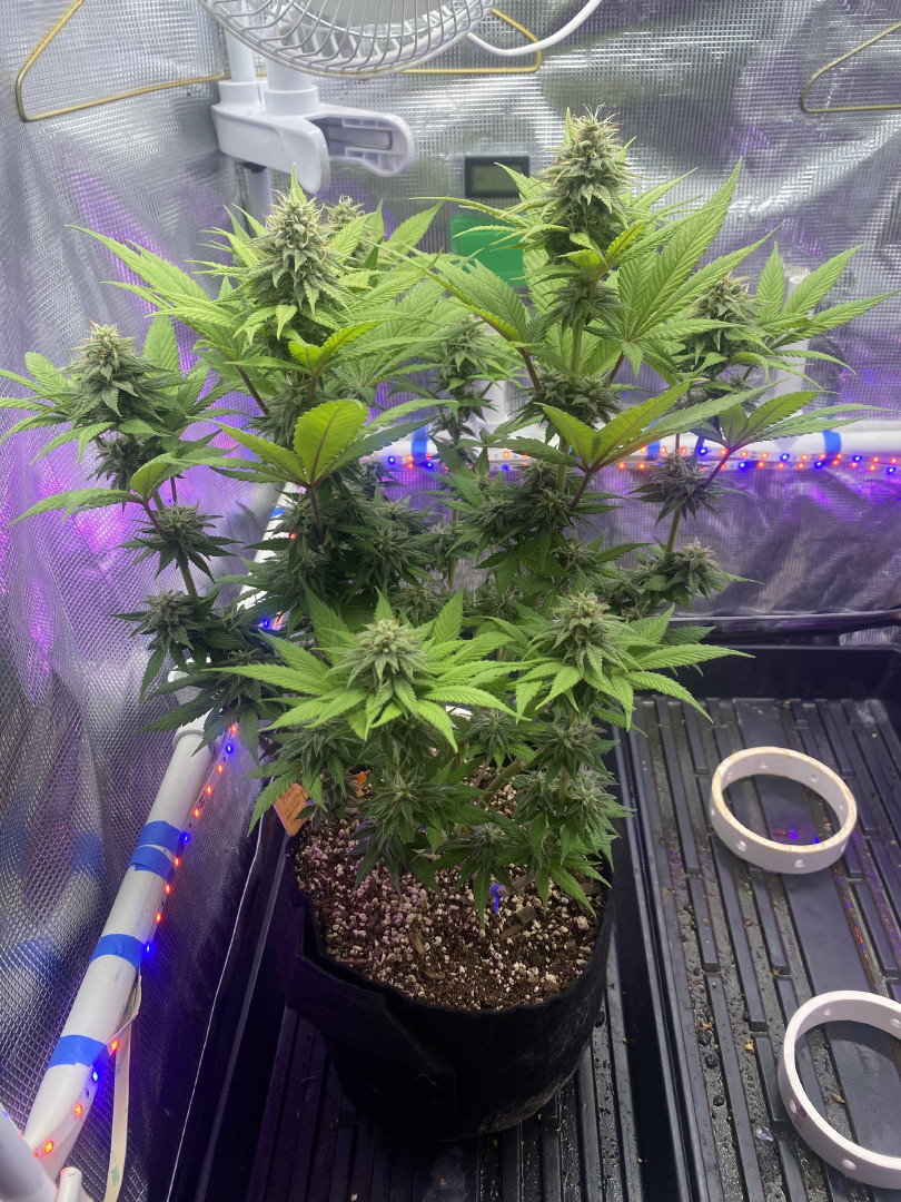 Black Muffin XL F1(fast) — flower, day 75